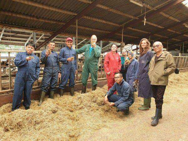 Peternak Sapi Perah Indonesia Menimba Ilmu di Belanda