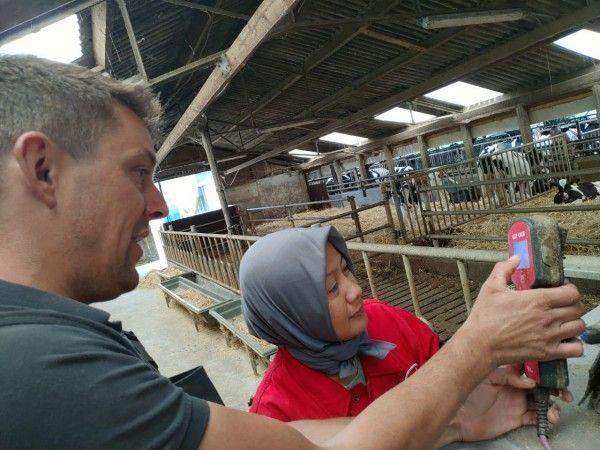 Farmer2Farmer Turut Mendukung Peningkatkan Kesejahteraan Peternak Sapi Perah